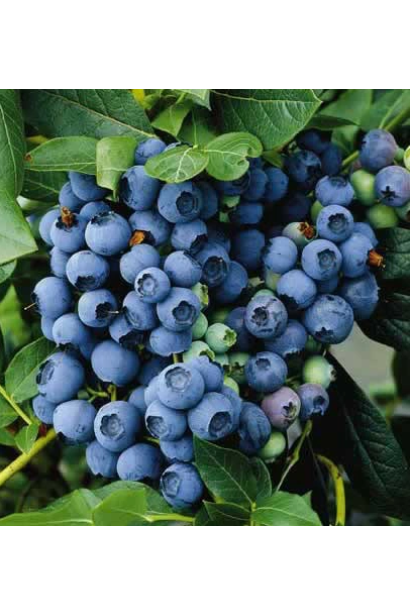 Лохина высокорослая Дарроу плоды